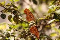 Julia Longwing butterfly, Ã¢â¬Å½Dryas iulia Royalty Free Stock Photo